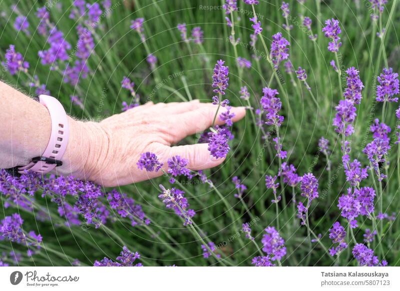 Hand einer älteren Frau beim Pflücken von Lavendelblüten in einem Lavendelfeld Senior Kommissionierung Blumen Feld purpur Aromatherapie Natur Pflanze Kraut