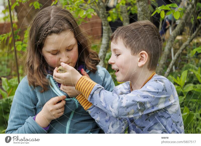 Ein Mädchen und ein Junge sitzen im Garten und spielen mit kleinen Küken Tier Fotokamera Kaukasier Jacke kleines Küken Aussehen Ausschnitt Menschen Sitzen