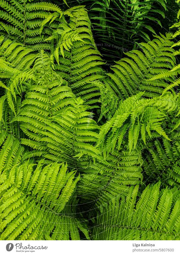 Grüner Farn-Hintergrund Wurmfarn Natur Farne Farnwachstum Echte Farne Farnblätter grün Botanik Pflanze Farnblatt Hintergrund grün natürlicher Hintergrund Umwelt