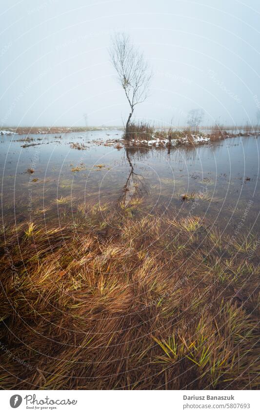 Ein einsamer, blattloser Baum, der im Wasser eines Sumpfes wächst Single laublos Nebel Gras Sumpfgebiet Himmel neblig nass Fotografie vertikal allein im Freien