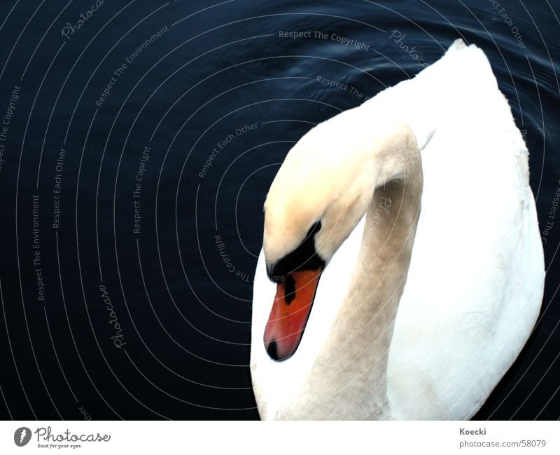 shy swan Schwan See Spree Winter dunkel weiß Schüchternheit Vogelgrippe Wasser Fluss Im Wasser treiben Schwimmen & Baden