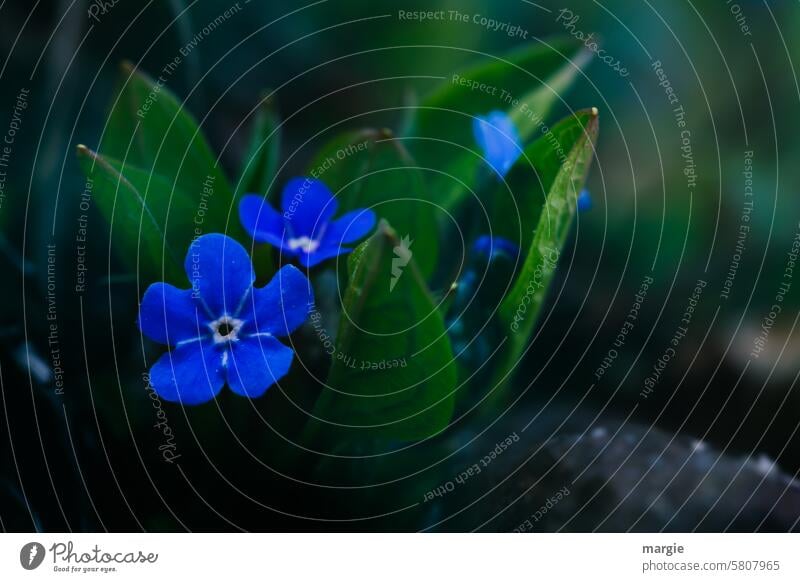 sprichwörtlich | Vergiss mein nicht! Blume blau Vergißmeinnicht Vergissmeinnichtblüten Pflanze Blüte Unschärfe Garten Blühend zart klein