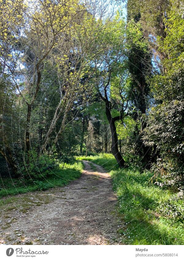 Sonniger Wald im Frühling Korfu Griechenland Weg Baum Schotterweg Natur grün Landschaft Sonnenlicht Blatt sonnig Idylle Umwelt Licht Pflanze natürlich