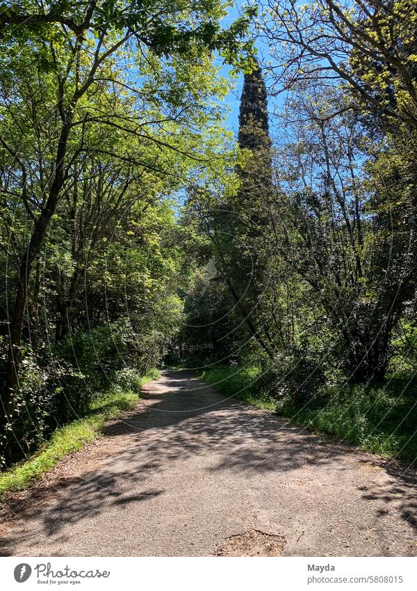 Sonniger Wald im Frühling Korfu Griechenland Weg Baum Schotterweg Natur grün Landschaft Sonnenlicht Blatt sonnig Idylle Umwelt Licht Pflanze Hintergrund
