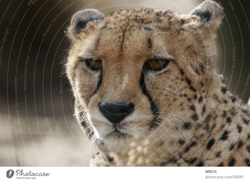 Müde Gepard Punktmuster Katze Tier Raubkatze Nahaufnahme Wildtier Blick