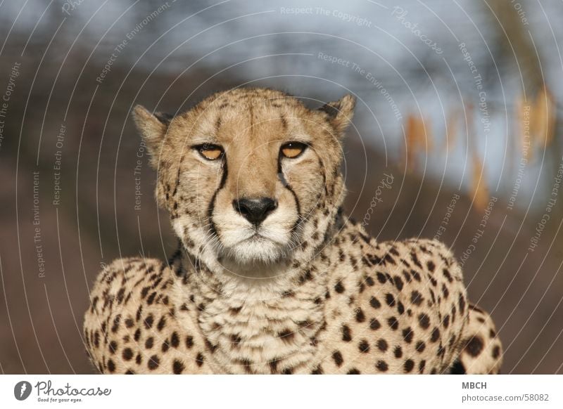 Es blendet Gepard blenden Punktmuster Katze Tier Raubkatze Sonne Wildtier protrait Blick Fleck