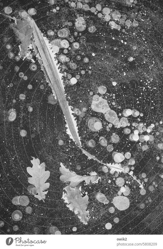 Duldungsstarre Eis Winter Oberfläche gefroren frieren Blatt geduldig ruhig stagnierend Detailaufnahme Außenaufnahme Menschenleer Strukturen & Formen Urelemente