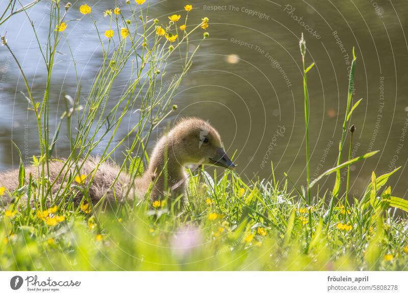 Pause |  Küken der Graugans sitzt auf einer Blumenwiese, im Hintergrund ein Bach Gans Gänseküken Tier Vogel Wildtier Außenaufnahme Wildgans Farbfoto Zugvogel