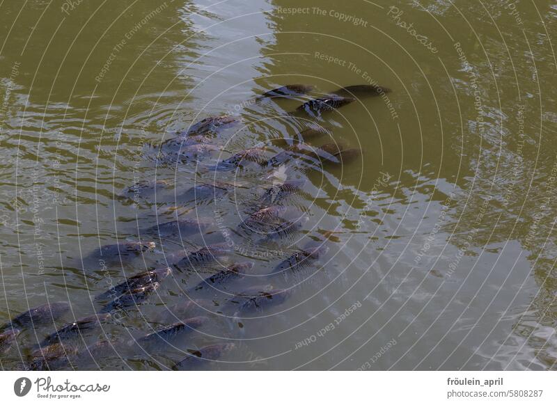 Schwärmerei  | Karpfen schwimmen als Schwarm im See Fisch Wasser Tier Tiergruppe Schwarmfisch Schwarmbildung Schwimmen & Baden Teich Natur Fischschwarm viele