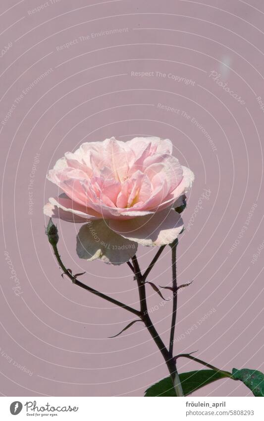 Rosa Rose | rosafarbene blühende Rose Blüte Blume Rosenblüte Romantik Pflanze Blühend Duft Garten schön Rosenblätter Farbfoto Sommer Außenaufnahme Liebe