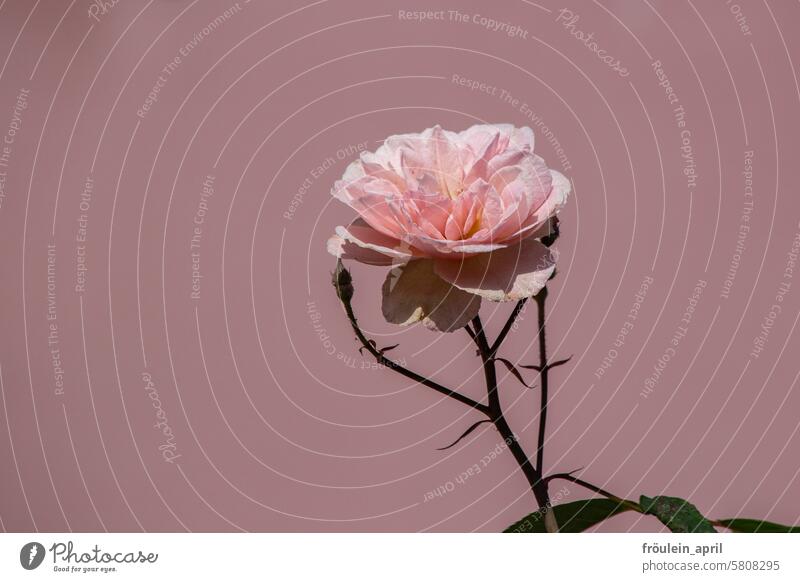 Rose  | rosafarbene Rose Rosengewächse Blüte Blume Rosenblüte Romantik Blühend Pflanze Duft Sommer Garten schön rosa Hintergrund romantisch Liebe Farbfoto