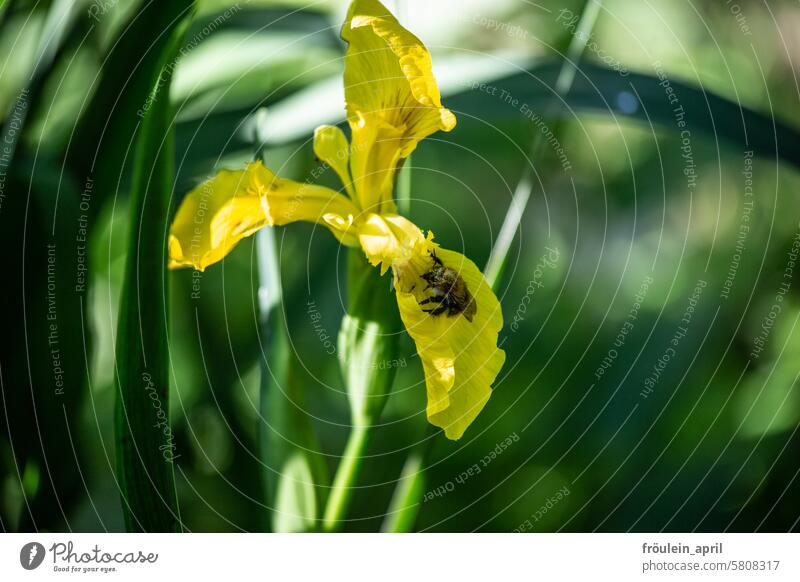 Lieferdienst | Hummel mit Pollen bei einer gelben Wasserlilie Wasserlinie Pflanze Hummel auf Blüte Insekt Natur Blume Tier bestäuben fleißig Sommer Garten grün