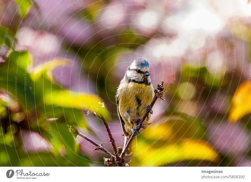 Eurasische Blaumeise Vogel (Cyanistes caeruleus) Sperlingsvogel thront auf einem Zweig Ast Flügel Tiere in freier Wildbahn Schnabel Vogelbeobachtung Busch