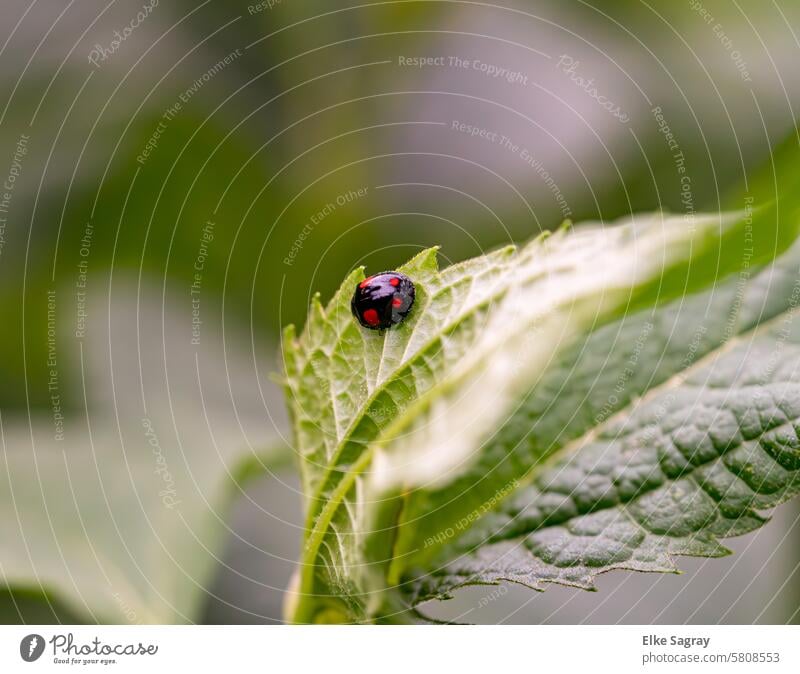 Zweipunkt Marienkäfer ,die schwarze Variante  - Adalia bipunctata Käfer Insekt Nahaufnahme rot krabbeln Natur Glück Schwache Tiefenschärfe grün Pflanze