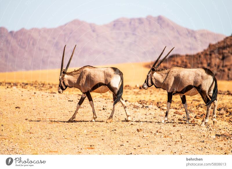 zweierlei Antilopen unterwegs Wege & Pfade Straße Oryx beeindruckend besonders Wärme Freiheit Himmel Abenteuer Ferien & Urlaub & Reisen Landschaft Natur Fernweh