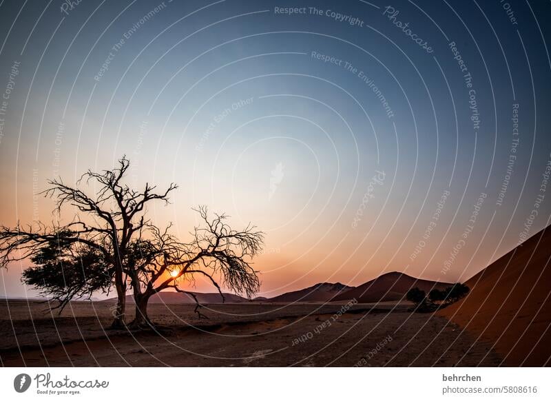 erwachen Sonne Sonnenlicht Glaube Hoffnung Licht Schatten Sossusvlei Außenaufnahme Sesriem dune 45 Sand Wüste Afrika Namibia Ferne Fernweh Sehnsucht reisen