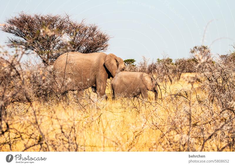 zweisam Elefant etosha national park Etosha Etoscha-Pfanne Wildtier fantastisch außergewöhnlich frei wild Wildnis Tier Namibia Safari Afrika weite Ferne Fernweh