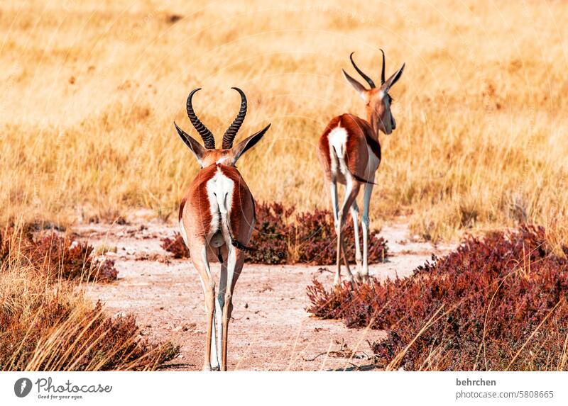 ein schöner hintern kann auch entzücken von hinten Antilopen Springbock etosha national park Etosha Etoscha-Pfanne Wildtier fantastisch außergewöhnlich