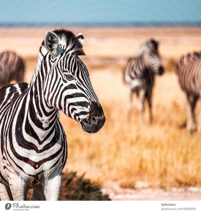 punk Gras Umwelt Tierschutz Tierliebe Zebrastreifen beeindruckend Abenteuer besonders Freiheit Natur Ferien & Urlaub & Reisen Landschaft Namibia Afrika weite