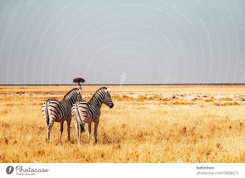 zwei an einem tag etosha national park Etosha Etoscha-Pfanne außergewöhnlich Tierporträt fantastisch Wildtier frei wild Wildnis Zebra Safari reisen Fernweh