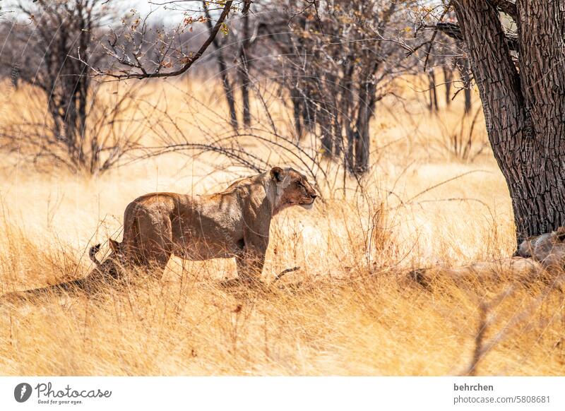 die königin besonders Farbfoto Tierliebe wild Natur Wildnis könig der tiere Afrika Namibia etosha national park Etosha Fernweh beeindruckend