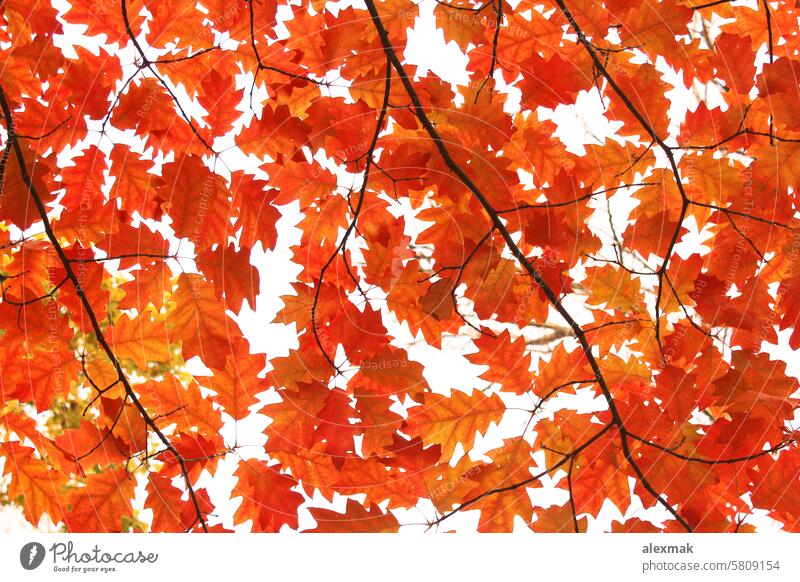 gelbe Eichenblätter an den Bäumen Herbst Blatt Park Blätter herbstlich Baum Ast Oktober November Top Krone Textur Hintergrund orange Natur Wald Dekor