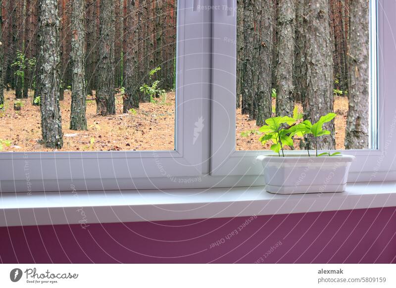 junge Eichenpflanzen auf der Fensterbank und Blick auf den Wald Bäume Bepflanzung Umwelt Jungpflanzen Setzling Baum Kiefer Kiefern Air Natur Glas Farbe Ökologie