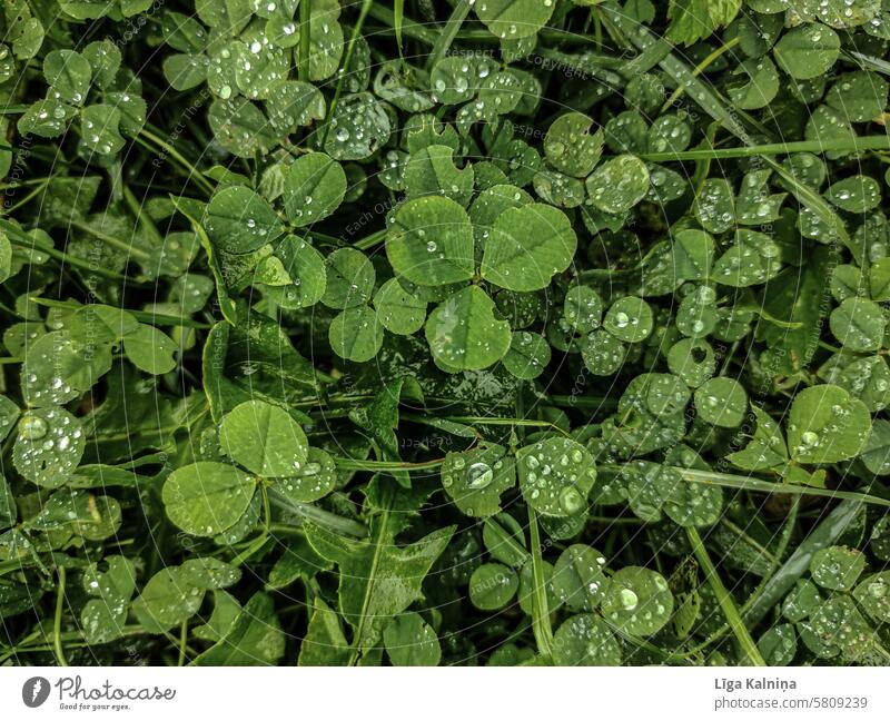 Kleeblätter grün Sommer Symbole & Metaphern Glücksbringer Nahaufnahme Wiese Glücksklee Kleeblatt Natur Pflanze Regen Regentropfen Hintergrund grün