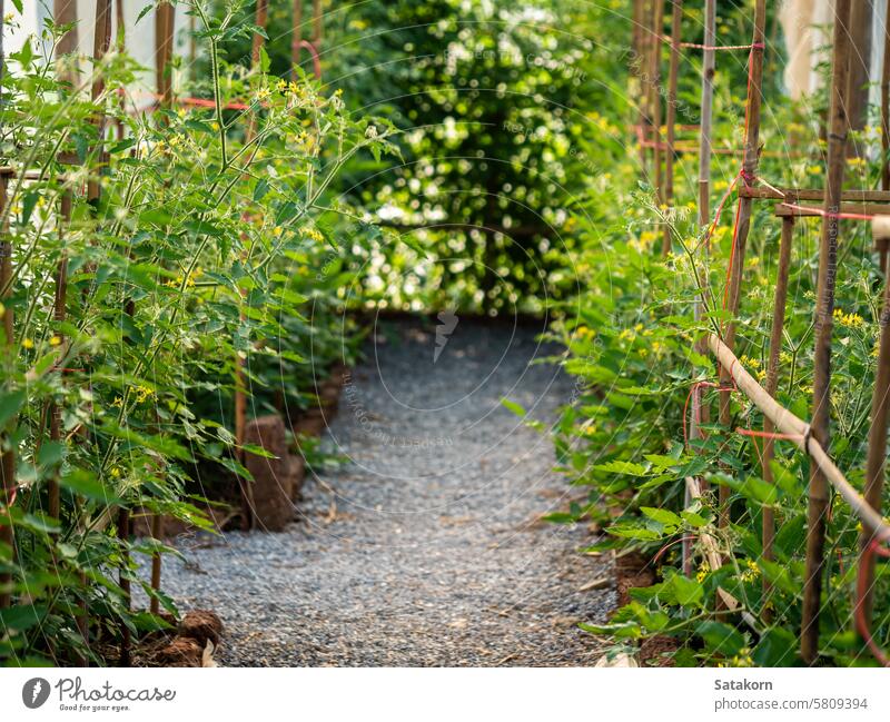 Tomatenpflanzungen in den Gewächshäusern Bodenbearbeitung Tomatenpflanze organisch Tomatenanbau Wachstum Garten Blatt grün Ernte Ackerbau Gemüse Pflanze