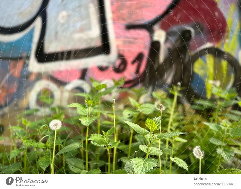 Löwenzahn und Brennnesseln vor unscharfem Graffiti Pusteblume Pflanze Natur Frühling Detailaufnahme Wand Wandgestaltung urban Nutzpflanze Unkraut Wildpflanze