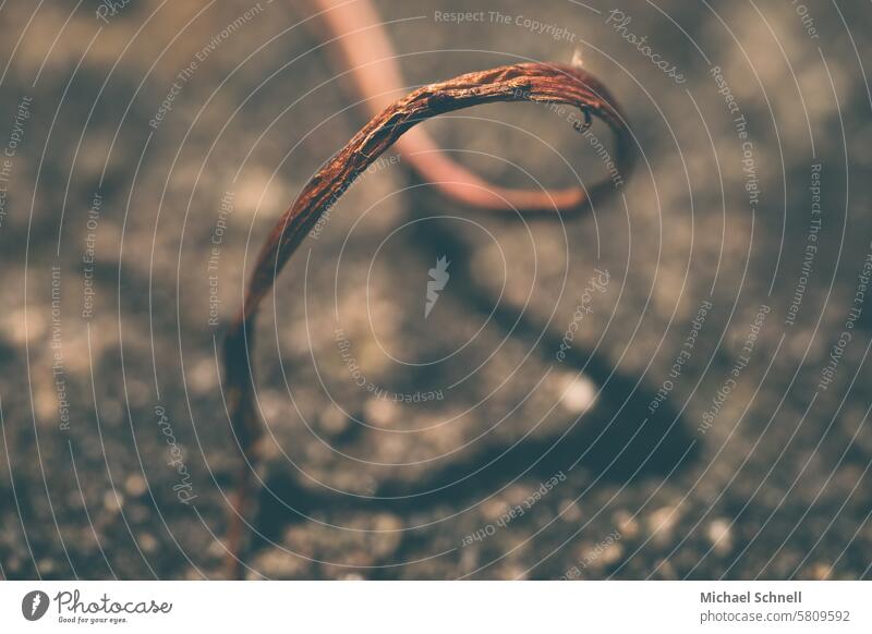 sich kringeln Kringeln Natur drehen Spirale abstrakt Schwache Tiefenschärfe elegant natürlich spiralförmig