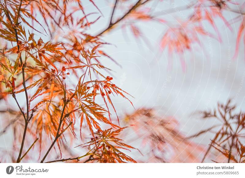 Frühlingserwachen Blätter Natur Schlitzahorn Nahaufnahme Neuaustrieb Stimmungsbild leuchten natürliches Licht Zierstrauch Schwache Tiefenschärfe ruhig Umwelt