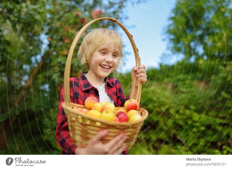 Kleiner Junge pflückt Äpfel im Obstgarten. Kind hält Strohkorb mit Ernte. Ernte im heimischen Garten im Herbst. Obst zum Verkauf. Kleines Geschäft. Apfel