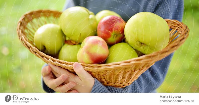Kleiner Junge pflückt Äpfel im Obstgarten. Kind hält Strohkorb mit Ernte. Ernte im heimischen Garten im Herbst. Obst zum Verkauf. Kleines lokales Geschäft.