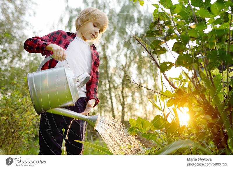 Cute preteen Junge Bewässerung Pflanzen im Garten im Sommer sonnigen Tag. Kind hilft Familie mit der Arbeit im heimischen Garten. Sommer im Freien Aktivität und Aufgaben für Kinder in den Ferien. Glückliche Kindheit.