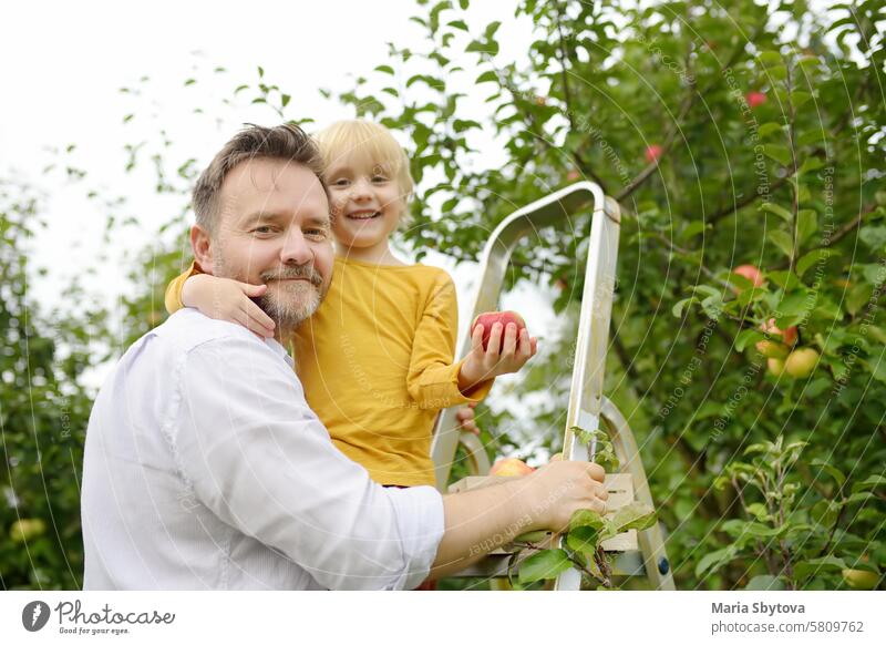 Kleiner Junge mit seinem Vater beim Äpfelpflücken im Obstgarten. Ernten im heimischen Garten im Herbst. Kind hält Hand großen roten Apfel. Mann Kommissionierung