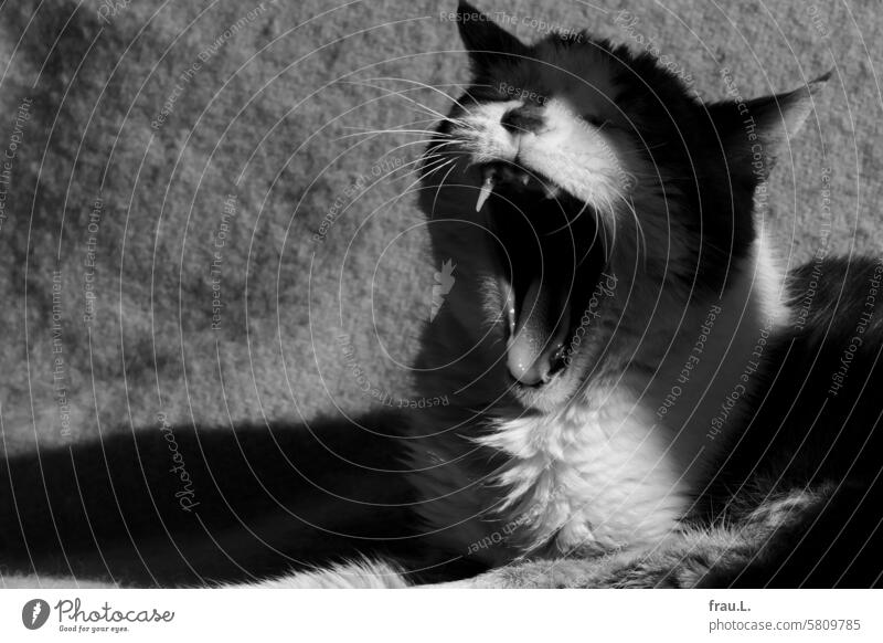 Kater gähnt Katze Tier liegen Haustier Hauskatze Tierliebe zufrieden entspannt Gähnen müde Katzenkopf Tierporträt