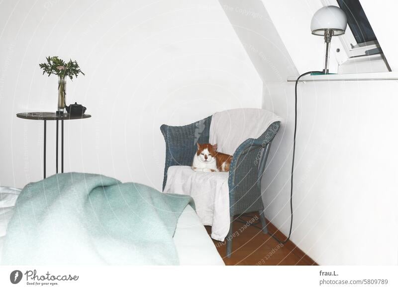 Schlafzimmer mit Kater Wohnung Bett Katze Tier liegen Haustier Hauskatze Tierliebe Sessel