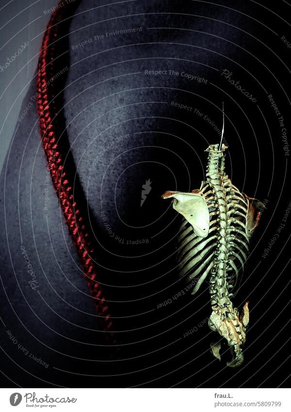 Skelett Rücken Wirbelsäule Rückenschmerzen Gesundheitswesen Medizin Massage Therapie Physiotherapie Torso Wandfoto Seil Model