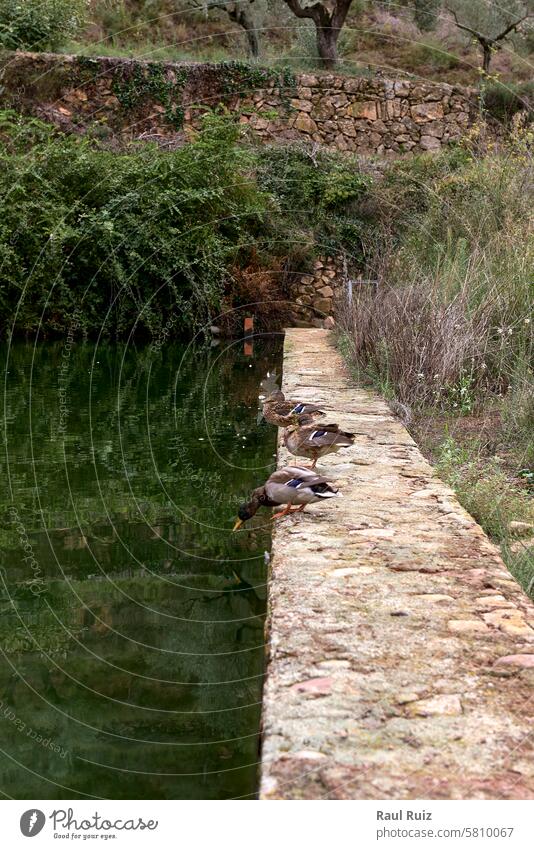 Gruppe von drei Enten auf einem Bewässerungsteich, bevor sie ins Wasser gehen fliegen horizontal Fotografie Zusammengehörigkeitsgefühl Tiermotive Vogel Sumpf