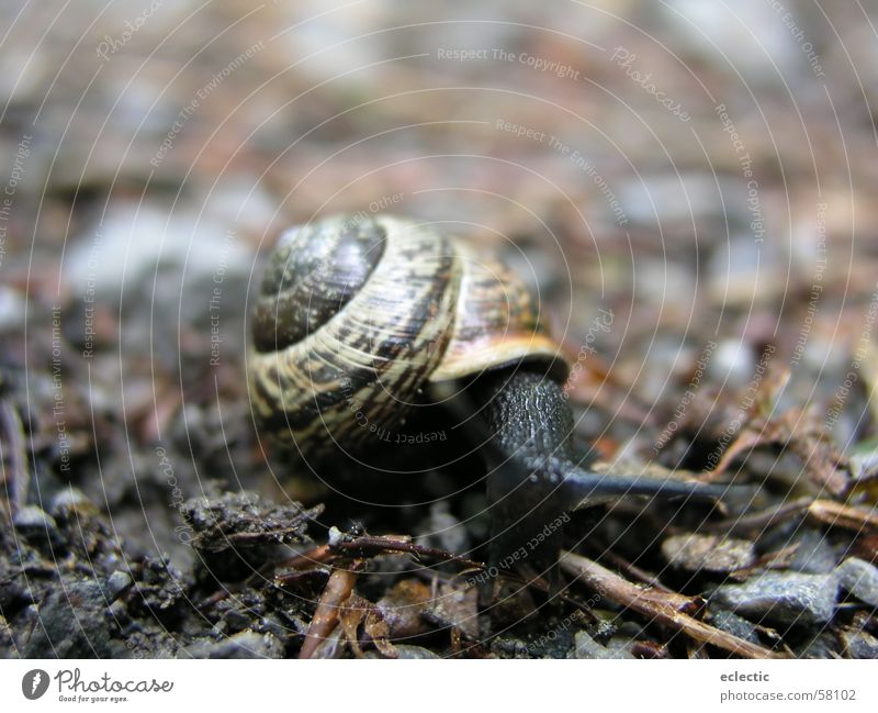 Carl Lewis 2 Schneckenhaus Tier Waldboden Fühler Reptil langsam krabbeln Außenaufnahme Tiefenschärfe Bodenbelag Natur Makroaufnahme Nahaufnahme