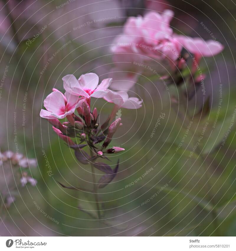 Phlox duftet nach Sommer Sommerduft blühen duften Duft Blüten Blütenblätter rosa pink duftend Blütenknospen Sommerblüten duftende Blüten Staude Flammenblume