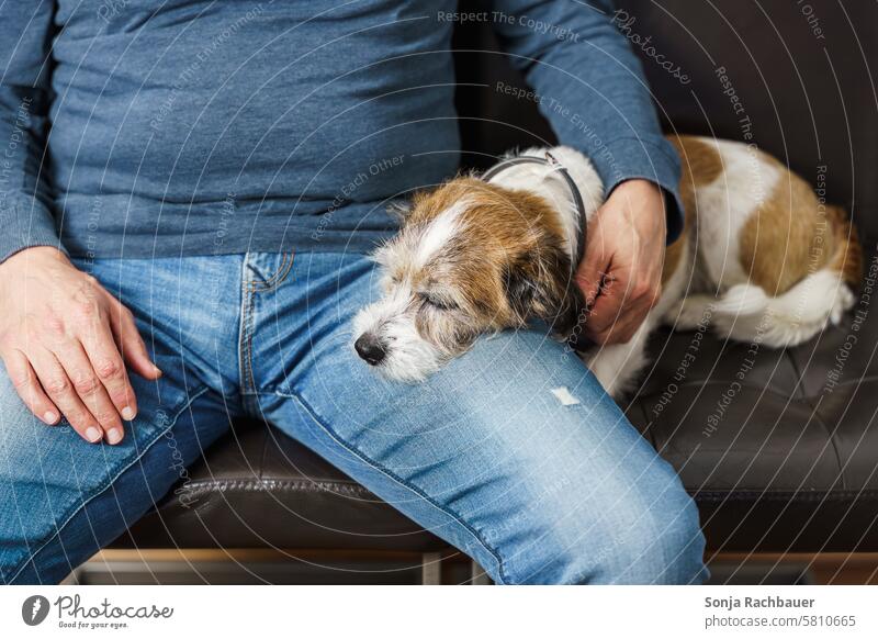 Ein kleiner Terrier Hund liegt auf den Beinen eines Mannes schlafen Haustier Tier liegen Müdigkeit niedlich ruhig Tierporträt Tag Fell Pfote weiß braun Erholung