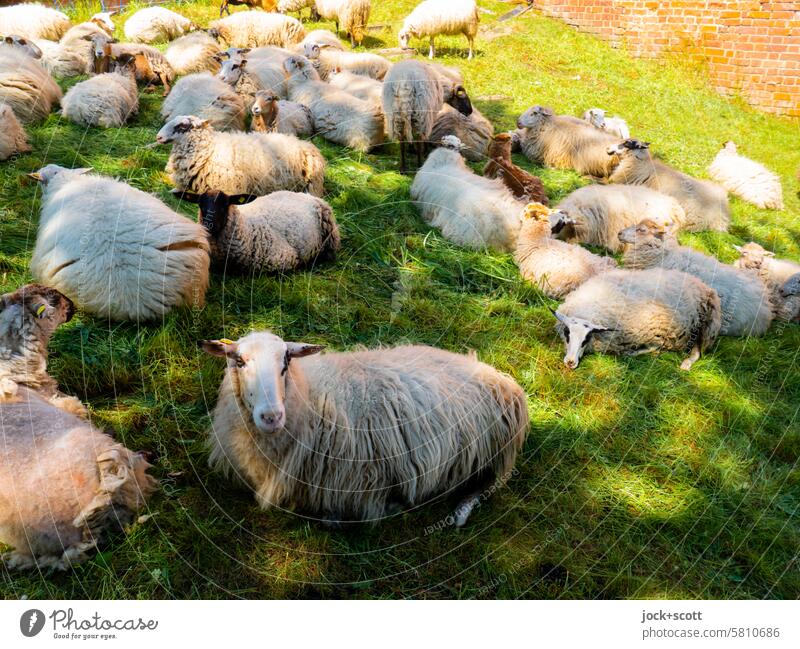 Schafe genießen Idylle auf der grünen Wiese Nutztier Schafherde Tiergruppe Herde Natur Pause ruhig entspannt Ruhe Umwelt Zusammensein Gelassenheit Schatten