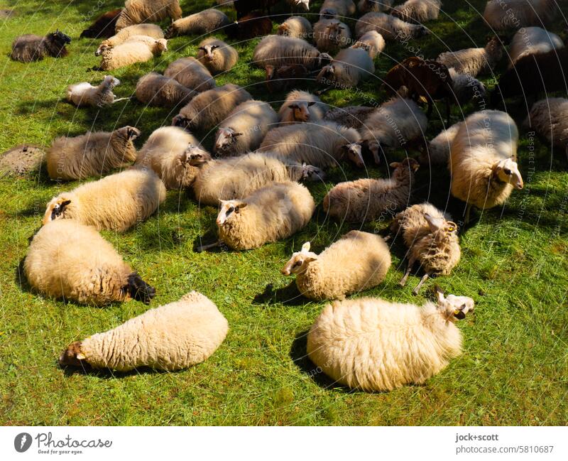 Schafe legen eine Pause ein Wiese Nutztier Natur Vogelperspektive Herde Tiergruppe Schafherde ruhig Umwelt entspannt Ruhe Zusammensein Gelassenheit Sonnenlicht