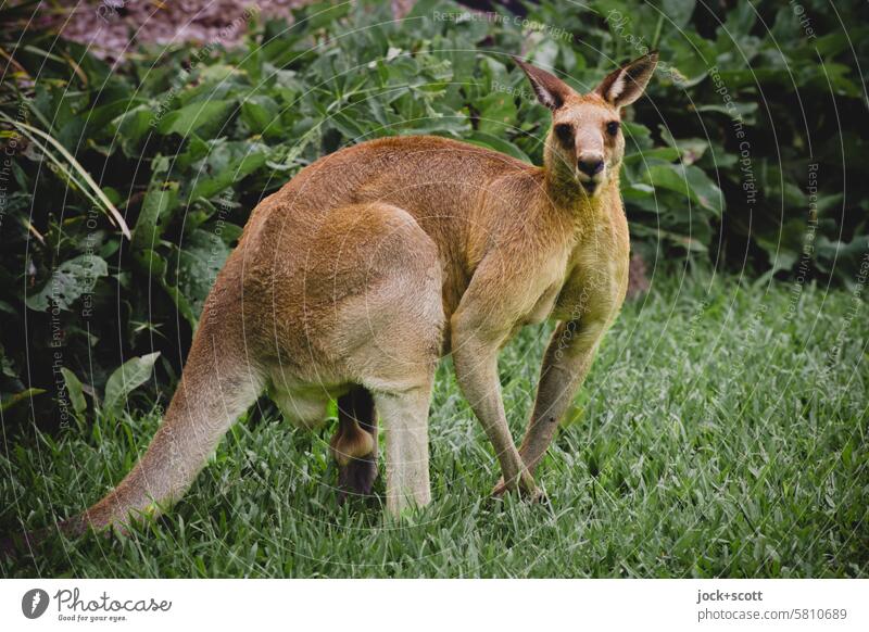 hallihallo! Känguru Känguruh Tier Australien Wildtier Natur Tierporträt exotisch Umwelt Sträucher Gras Riesenkänguru Beuteltiere Fauna scheu Wachsamkeit