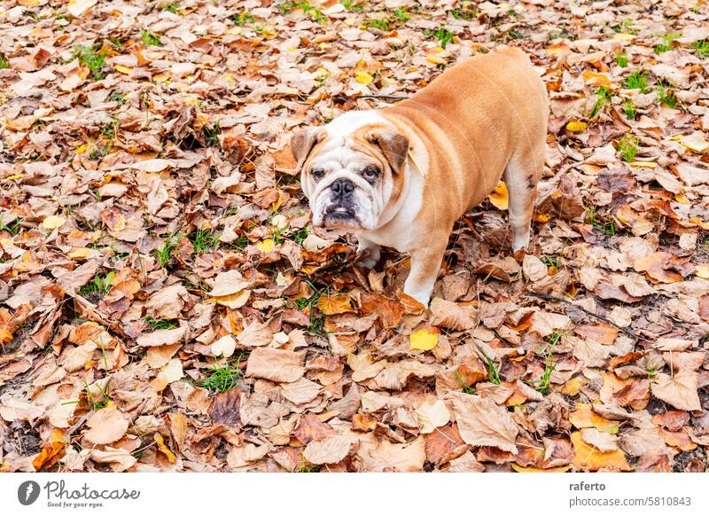 Bulldogge im Herbstlaub. Blätter Hund Haustier Natur im Freien fallen ernst Tier Ausdruck Park Laubwerk braun gelb saisonbedingt Spaziergang tagsüber natürlich