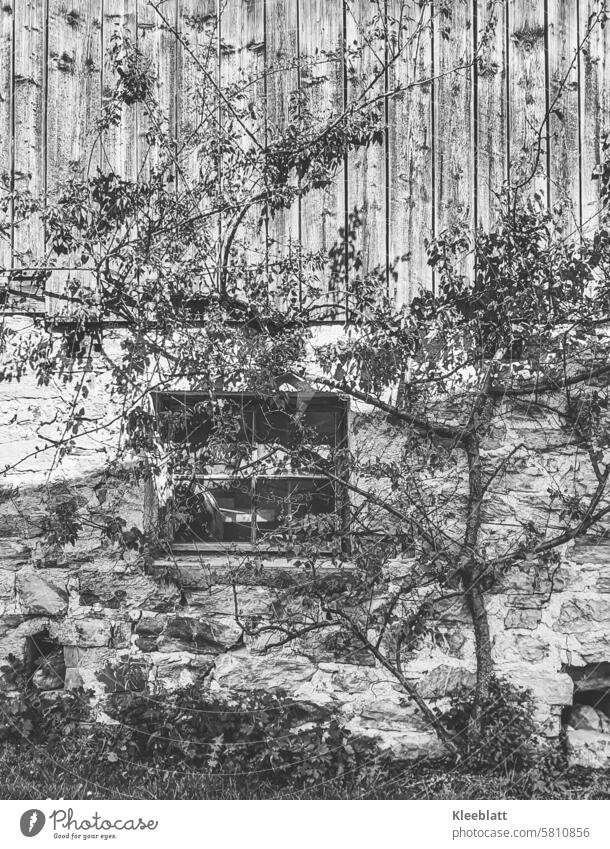 Im Schatten der Zeit - Standhaft - alter Viehstall mit Kletterobstbaum an alter Holz-Steinfassade - SW-Foto Schwarzweiß analog Analogfoto Schwarzweißfoto