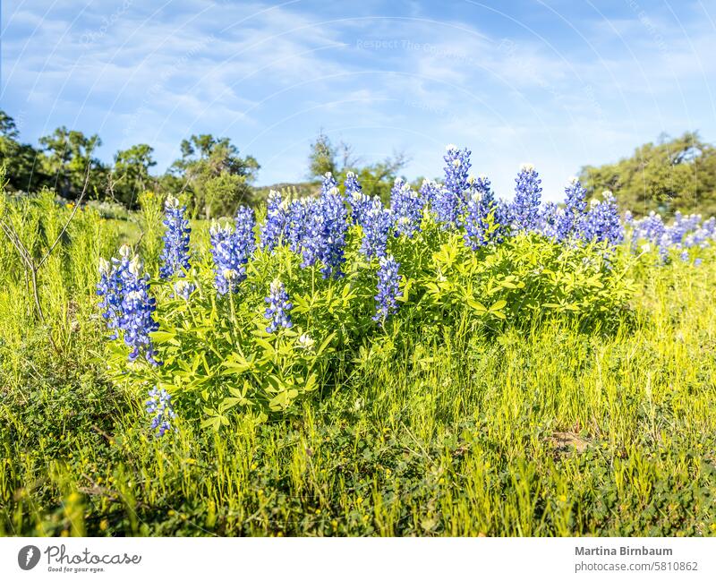 Blaue Hauben auf einer saftig grünen Wiese, Frühling in Texas blaue Häubchen blaue Haube Garten purpur Pflanze Hintergrund Blume Natur Blüte Blütezeit schön