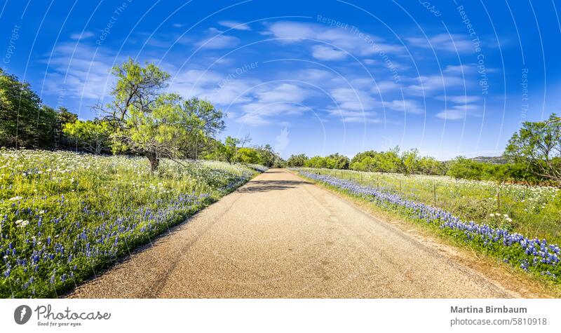 Ländliche Straße durch Wiesen mit blauen Hauben, texanische Hinterhöfe Weg nach vorne blaue Häubchen blaue Haube Garten purpur Pflanze Hintergrund Blume Natur